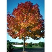 AUTUMN PURPLE ASH