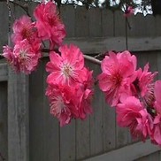 CRIMSON CASCADE WEEPING ORNAMENTAL PEACH
