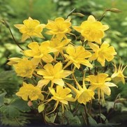 DENVER GOLD® COLUMBINE