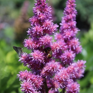 VISIONS ASTILBE
