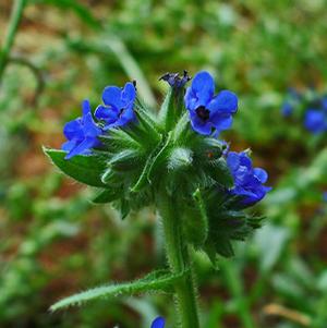 LODDON ROYALIST BUGLOSS