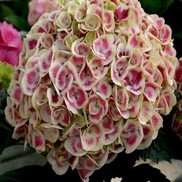 CITYLINE® MARS HYDRANGEA