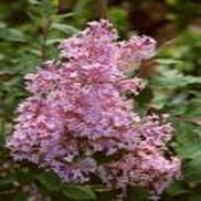 JOSEE LILAC