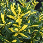 SOLAR FLAIR EUONYMUS