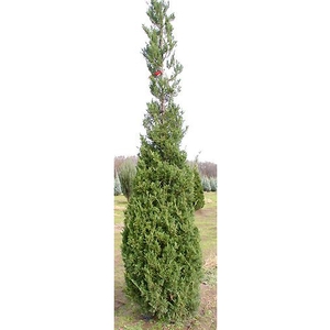 ADMIRAL JUNIPER