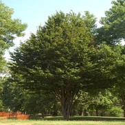 PERSIAN IRONWOOD