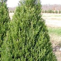 AMES JUNIPER