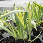 GOLDEN VARIEGATED IRIS