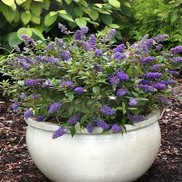 LO & BEHOLD® BLUE CHIP BUTTERFLY BUSH