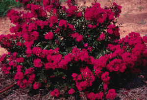 CHERRY DAZZLE® CRAPEMYRTLE