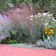 BLUE HEAVEN® LITTLE BLUESTEM