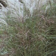 LITTLE FOUNTAIN DWARF MAIDEN GRASS
