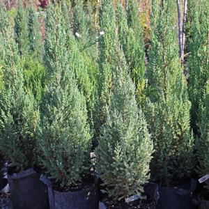 BLUE POINT JUNIPER