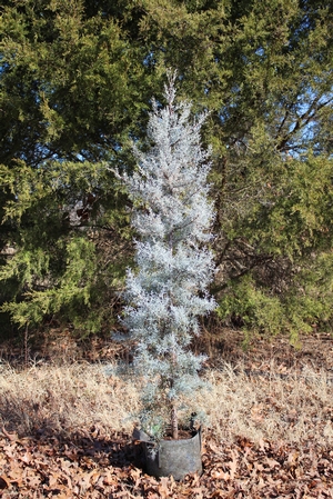 BLUE ICE ARIZONA CYPRESS