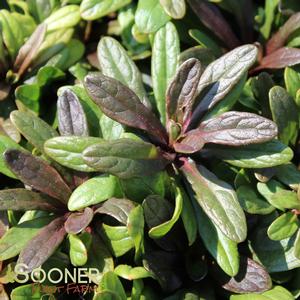 BLUEBERRY MUFFIN AJUGA