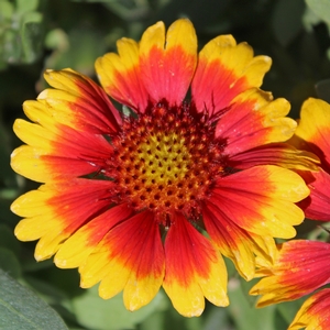 GOBLIN BLANKET FLOWER
