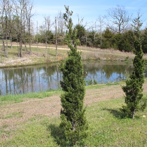CANAERTI JUNIPER
