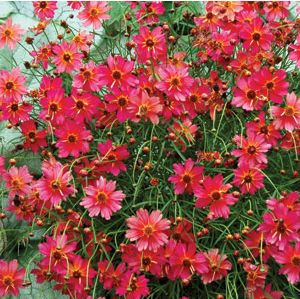 RUM PUNCH TICKSEED