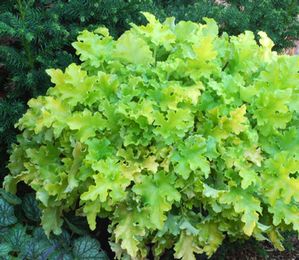 LIME MARMALADE CORAL BELLS