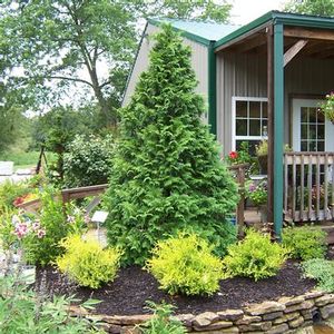SOFT SERVE® FALSE CYPRESS