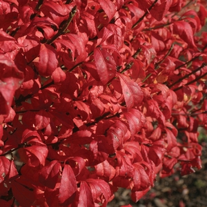 FIRE BALL® BURNING BUSH
