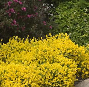 BANGLE® DYERS GREENWOOD