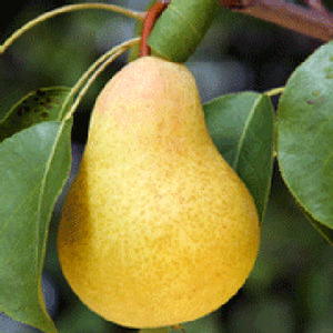 D'ANJOU PEAR