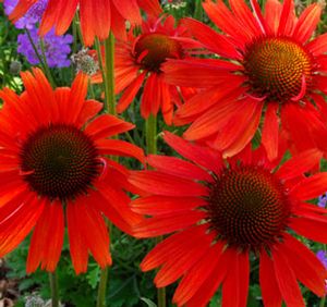 HOT LAVA CONEFLOWER