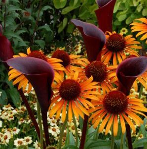 FLAME THROWER CONEFLOWER