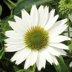 VIRGIN CONEFLOWER