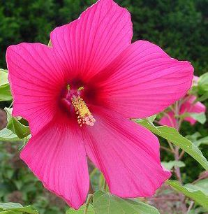 MOY GRANDE HARDY HIBISCUS