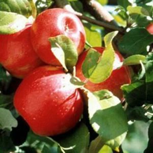 HONEYCRISP APPLE
