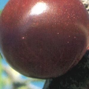 SUPERIOR PLUM