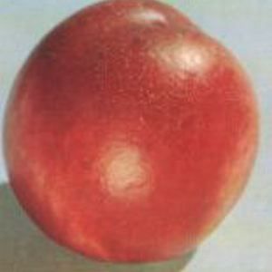 TOKA PLUM