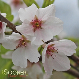 YOSHINO FLOWERING CHERRY