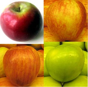 FOUR WAY APPLE