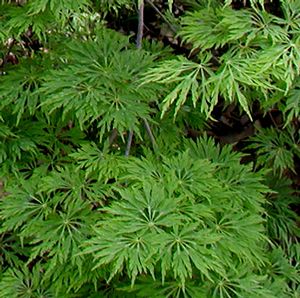 GREEN CASCADE WEEPING JAPANESE MAPLE