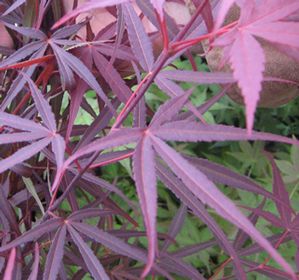 BENI OTAKE UPRIGHT JAPANESE MAPLE