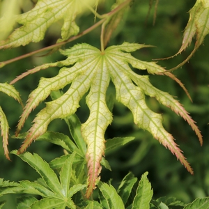 FIRST GHOST UPRIGHT JAPANESE MAPLE