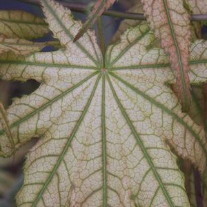 PEACHES AND CREAM UPRIGHT JAPANESE MAPLE