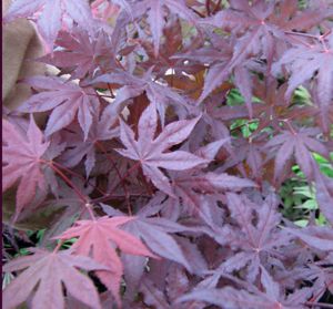 PURPLE GHOST UPRIGHT JAPANESE MAPLE