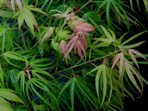 AO SHIME NO UCHI UPRIGHT JAPANESE MAPLE