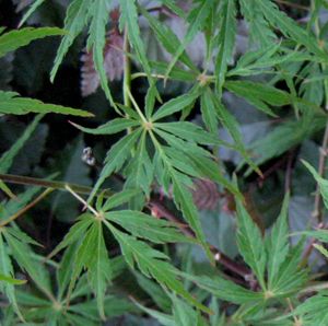 GREEN HORNET WEEPING JAPANESE MAPLE