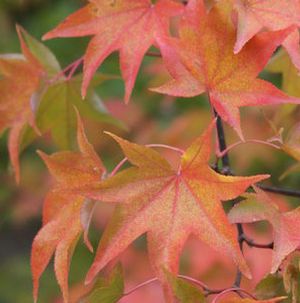HOGYOKU UPRIGHT JAPANESE MAPLE