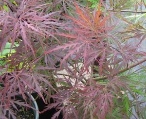 OCTOPUS WEEPING JAPANESE MAPLE