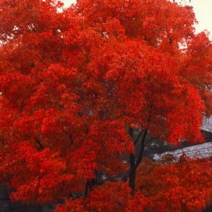 RED CLOUD UPRIGHT JAPANESE MAPLE