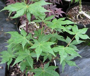 RUGOSE UPRIGHT JAPANESE MAPLE