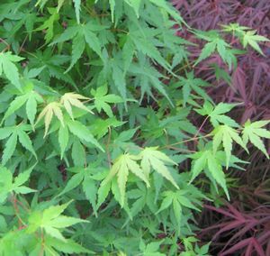 SHIGARAMI UPRIGHT JAPANESE MAPLE