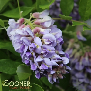 AMETHYST FALLS WISTERIA