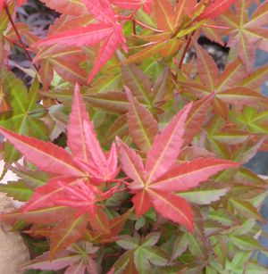SHISHIO IMPROVED UPRIGHT JAPANESE MAPLE